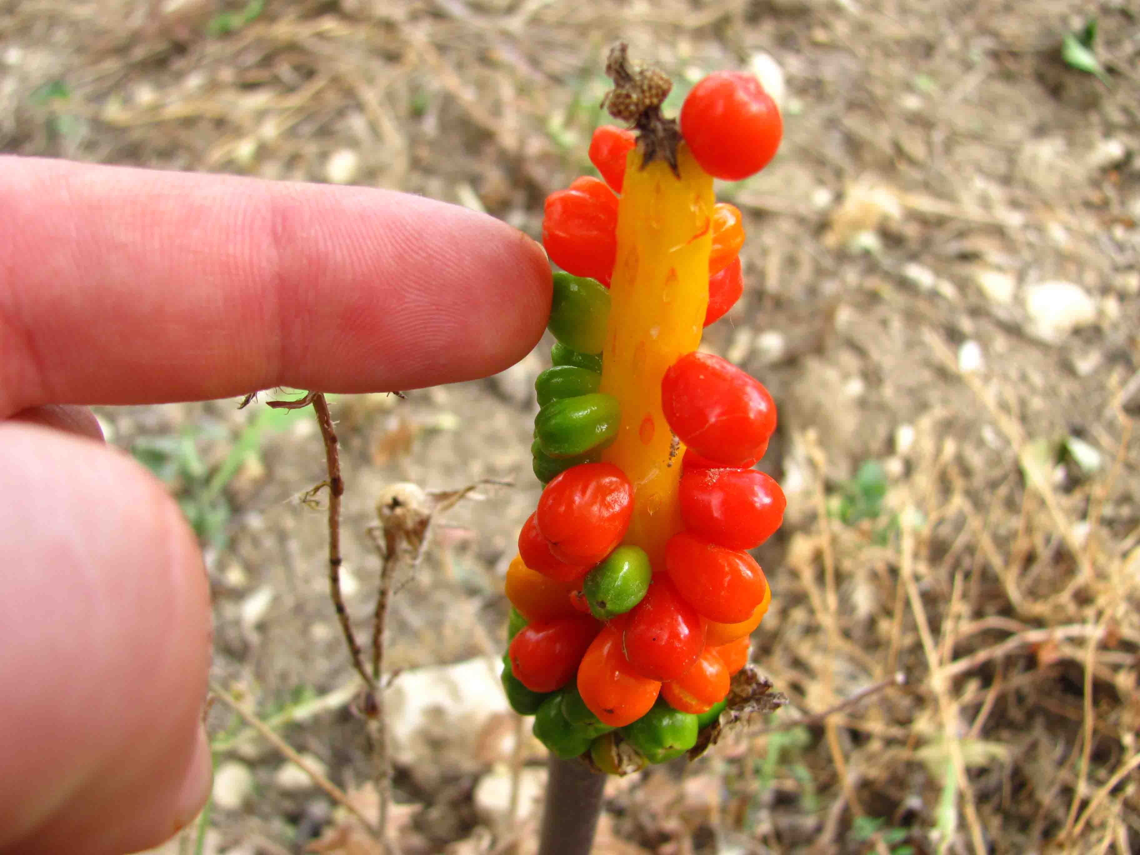 Una strana pianta - Arum italicum